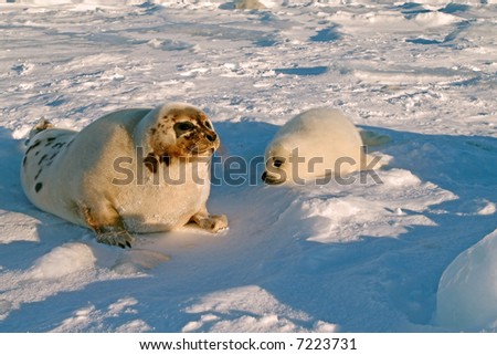 proud mother harp seal cow and newborn pup on ice floe in north atlantic