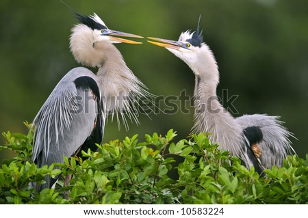 two great blue herons in mating dance
