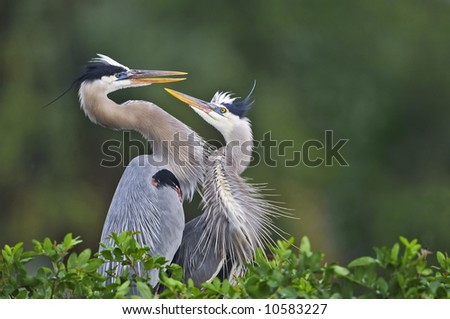 two great blue herons in mating dance