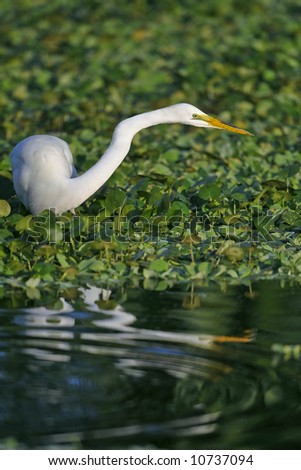great white egret fishing in wetland pond