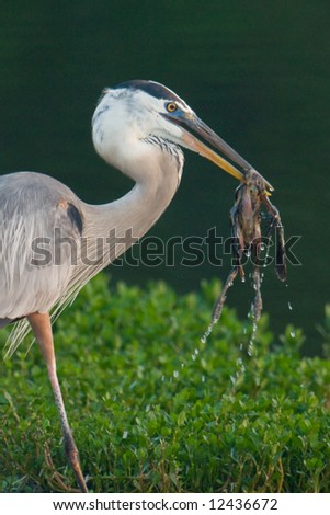 great blue heron catching grackle chick for breakfast in wetland pond (very graphic)