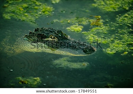 alligator in florida marsh pond at twilight with body visible under water