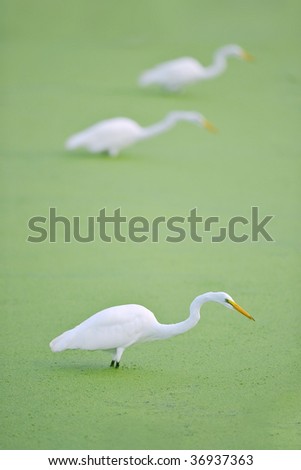 three great white egrets in line fishing in florida wetland pond, focus on front egret