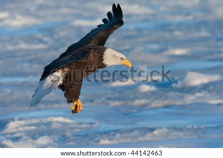 immature american bald eagle landing on ice floe in alaska waters