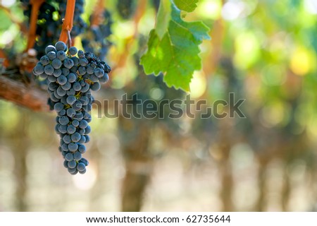 cabernet sauvignon grape bunch ready for harvest in california vineyard