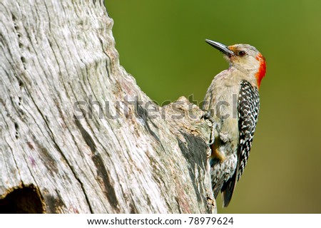 red-bellied woodpecker at nest hole on dead tree snag in florida wetland