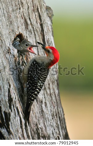 red-bellied woodpecker chick eager to be fed