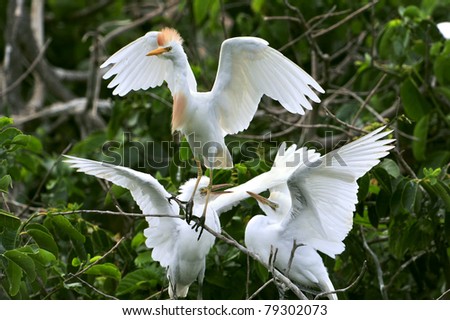 adult cattle egret leaves chicks demanding more food