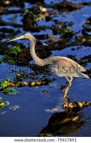 tr-colored heron fishing in florida wetland pond