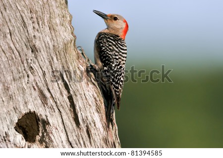 red-bellied woodpecker beside her nest hole in florida wetland