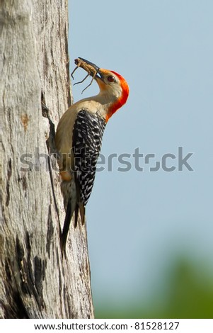 red-bellied woodpecker bringing prey for chick in nest hole