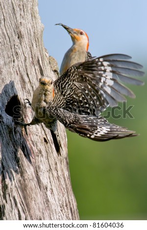 pair of red-bellied woodpeckers tending to chicks in nest hole, female starting to fly away