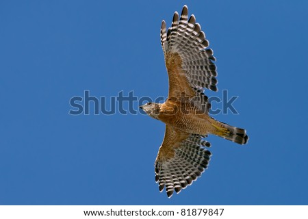 low angle view of red shouldered hawk against deep blue sky, fill flash