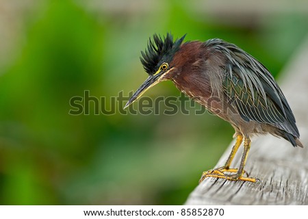 little green heron perched on rail in florida wetland, with ruffled head feathers