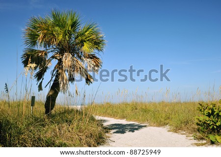 sandy path to the beach in a gulf coast beach in florida