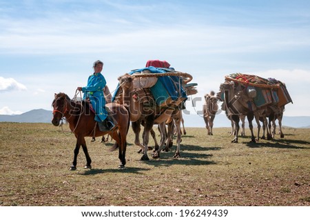 NORTH MONGOLIA, MONGOLIA - AUG 14, 2012:  Mongolian woman operates caravan of camels transporting dismantled tent of Mongolian nomads to a new location