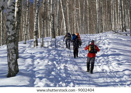 Three man snowshoer climbing in winter birch forest