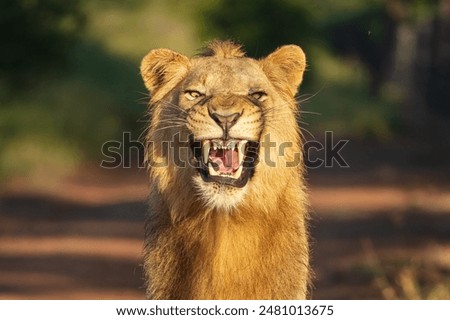 Similar – Image, Stock Photo Male lion in the wild