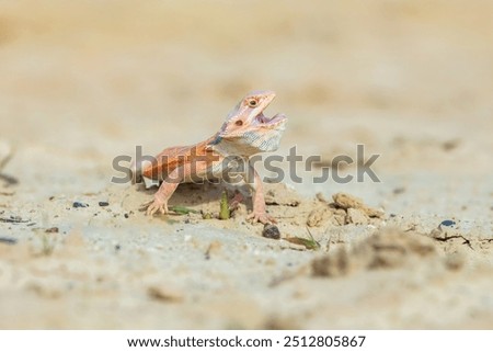 Similar – Image, Stock Photo bearded dragons Nature