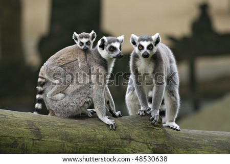 family of Ring Tailed Lemurs