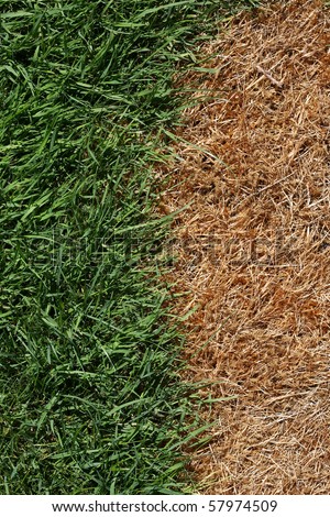 A vertical or horizontal color photograph of dead grass next to healthy grass, showing what can happen with improper care, such as uneven fertilizer distribution.