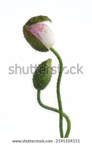 Similar – Image, Stock Photo Flowering corn poppy in a ripening wheat field