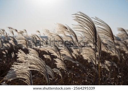 Similar – Foto Bild Schilf im Gegenlicht der Sonne