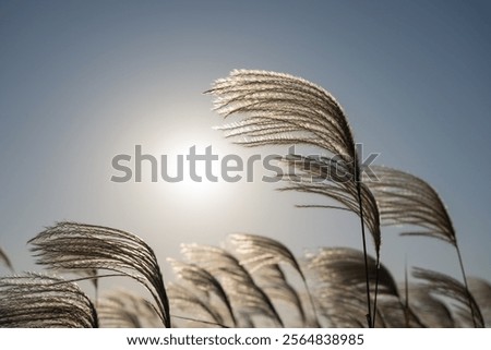 Similar – Foto Bild Schilf im Gegenlicht der Sonne