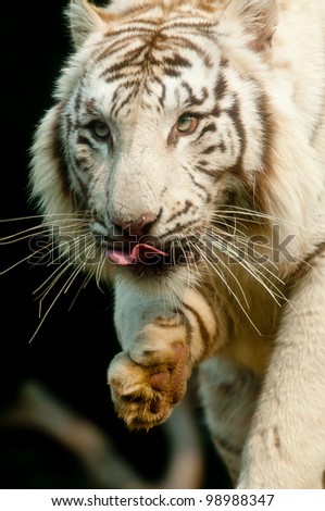 Closeup of a white tiger face.