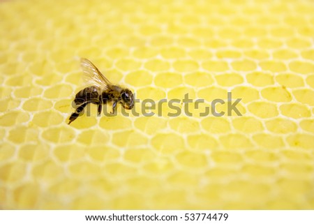 Single bee on a honeycombs background