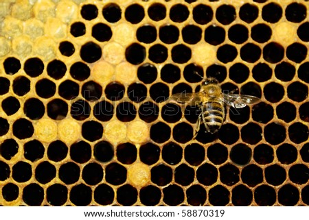 single bee