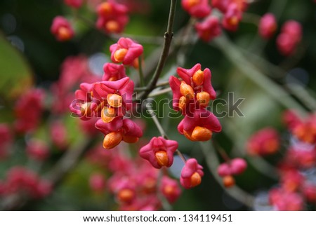Fruit of European Spindle (Euonymus europaeus). European or Common Spindle is a ornamental shrub or small tree. All parts are poisonous. The hard wood was in the past used for making wool spindles.