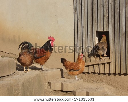 Rural Scene with happy chickens. Cock and hens, one hen just entering hen-house.