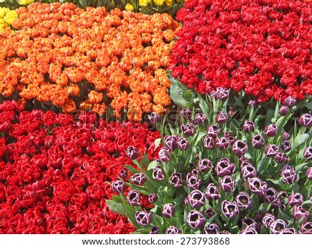 Symmetrically arranged tulips of purple, red, orange, and yellow color on an Amsterdam exhibition