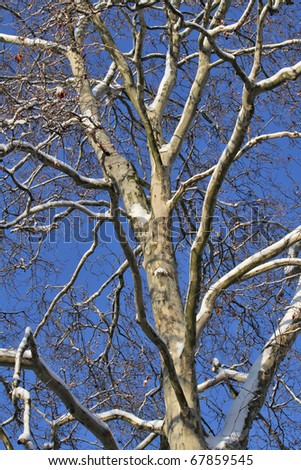 Hi-res plane tree (Platanus) in winter