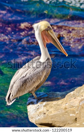 Pelicans at San Diego California Coast Line, La Jolla Shores in San Diego, California USA