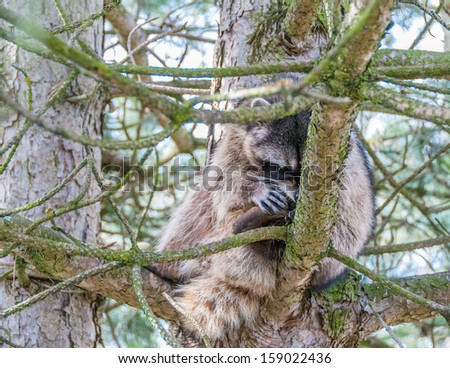 A close-up view of a cute raccoon sitting on the tree.
