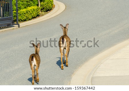Deer family in urban neigbourhood in Vancouver, Canada.