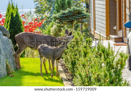 Deer family in urban neigbourhood in Vancouver, Canada.