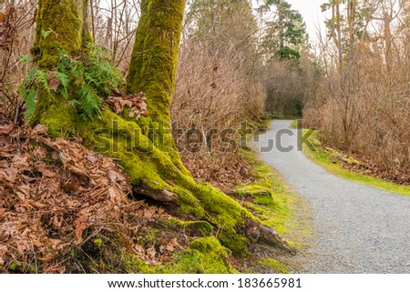 Trail through lush green forest in Deer Lake Park, Vancouver, Canada.