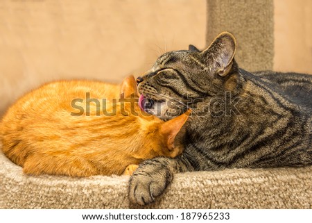 One cat grooming another cat.