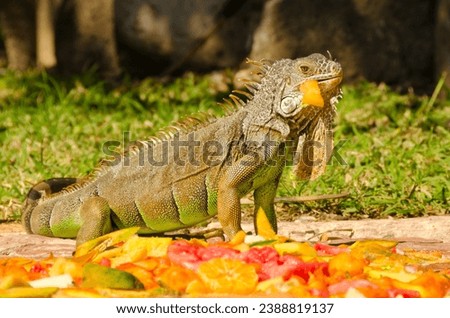 Similar – Image, Stock Photo Endangered Green Iguana in Tree, Guadeloupe, Caribbean