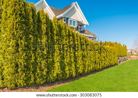 Cedar tree fence with green lawn and houses.