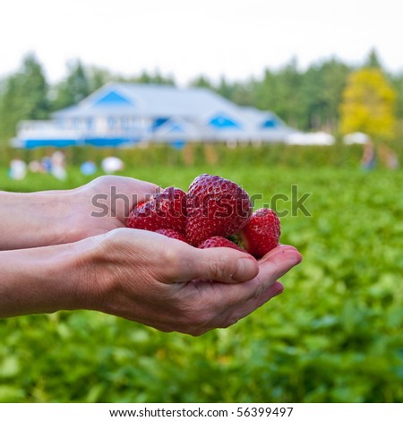 Strawberries in hands over a farm field and building. Shallow depth of field. Focus on the hands.