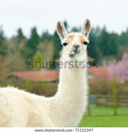 Portrait of a lama on farm.