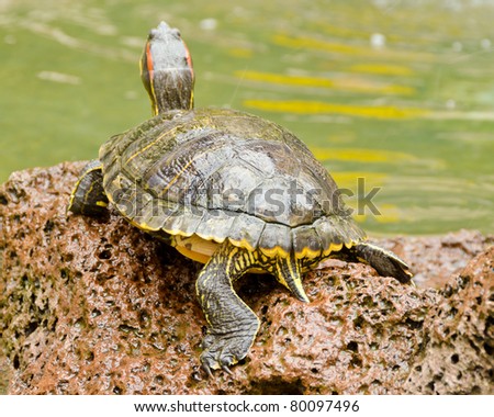 A turtle standing on stone