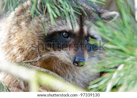 A close-up view of a cute  raccoon sitting on the tree.
