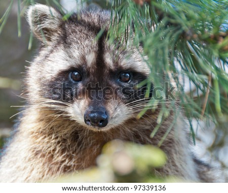 A close-up view of a cute  raccoon sitting on the tree.