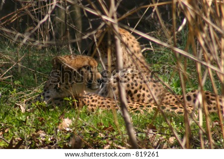 Cheetah hidden behind woods