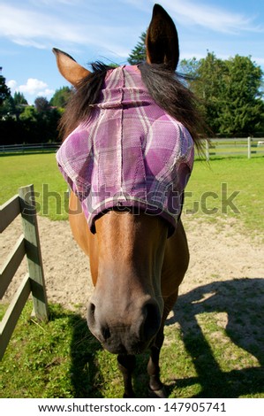 A horse wearing a fly mask to protect its eyes